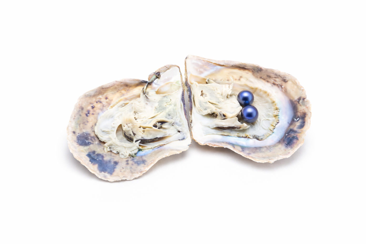 Twin Pearl in Oyster