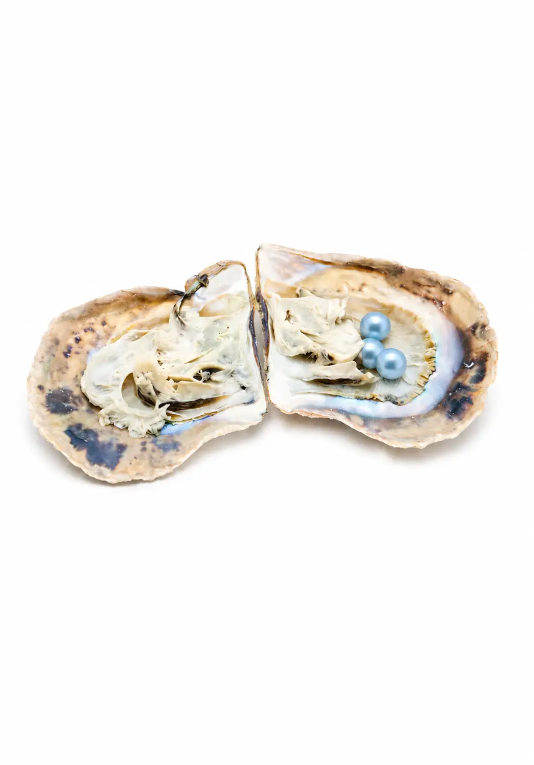 Triple pearl in oyster